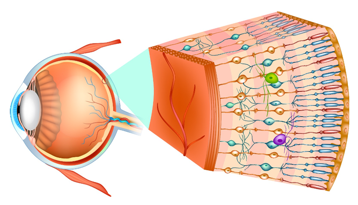 https://www.shamiruniversity.com.mx/wp-content/uploads/2021/02/Retina.png