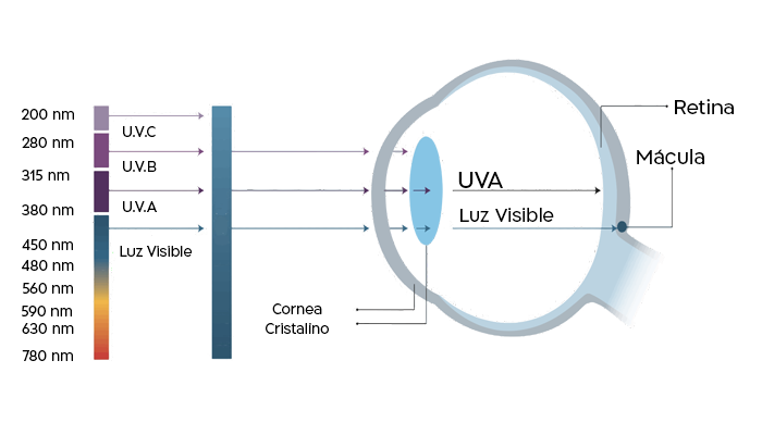 https://www.shamiruniversity.com.mx/wp-content/uploads/2021/02/Vision_LuzHev.png